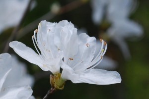 20150424春の樹木の花 ミツバツツジ　白  (1)
